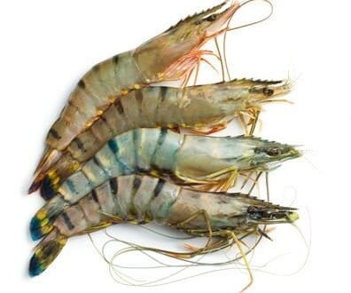 Tiger Prawns