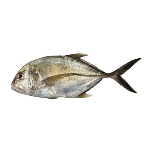 Giant Trevally Fish