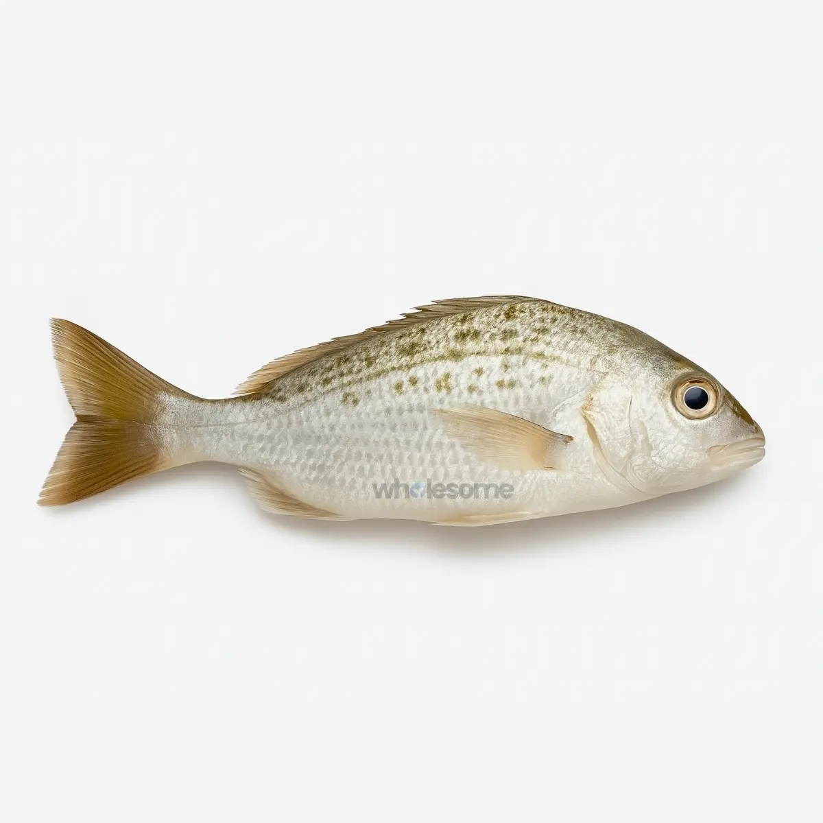 Javelin Grunter Dhotar