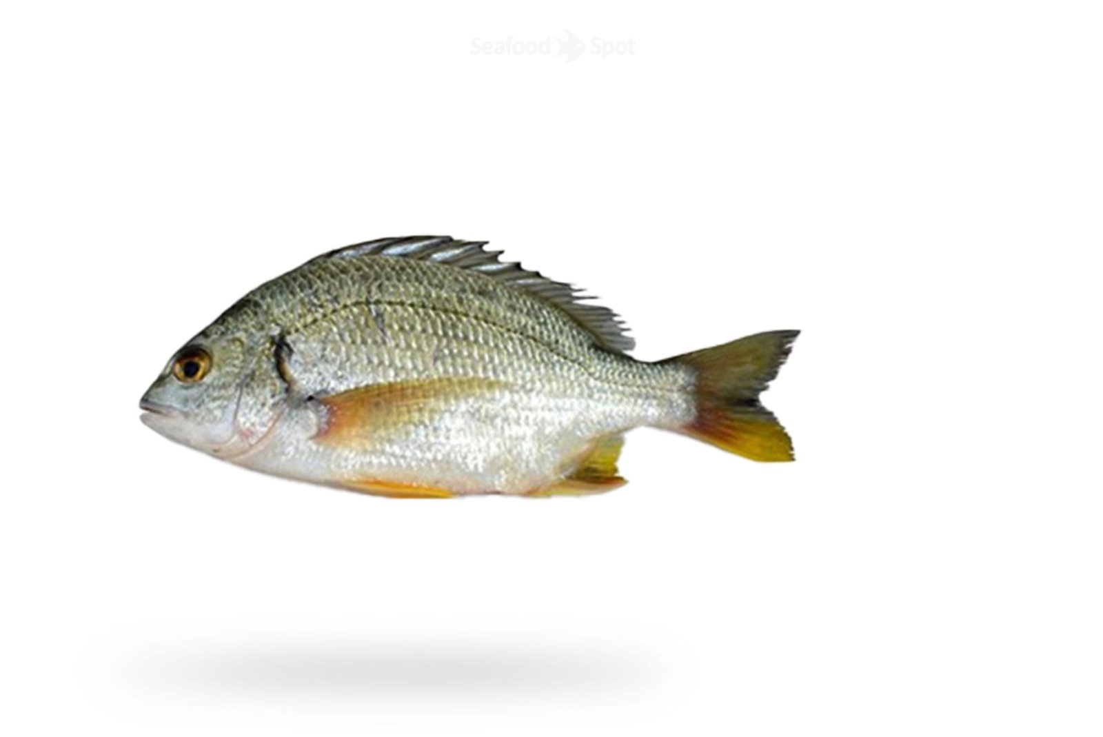 Seabream Fish Dandia