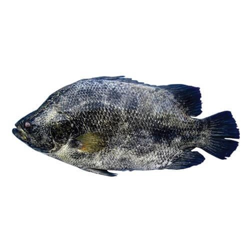Tripletail Fish (Dai)