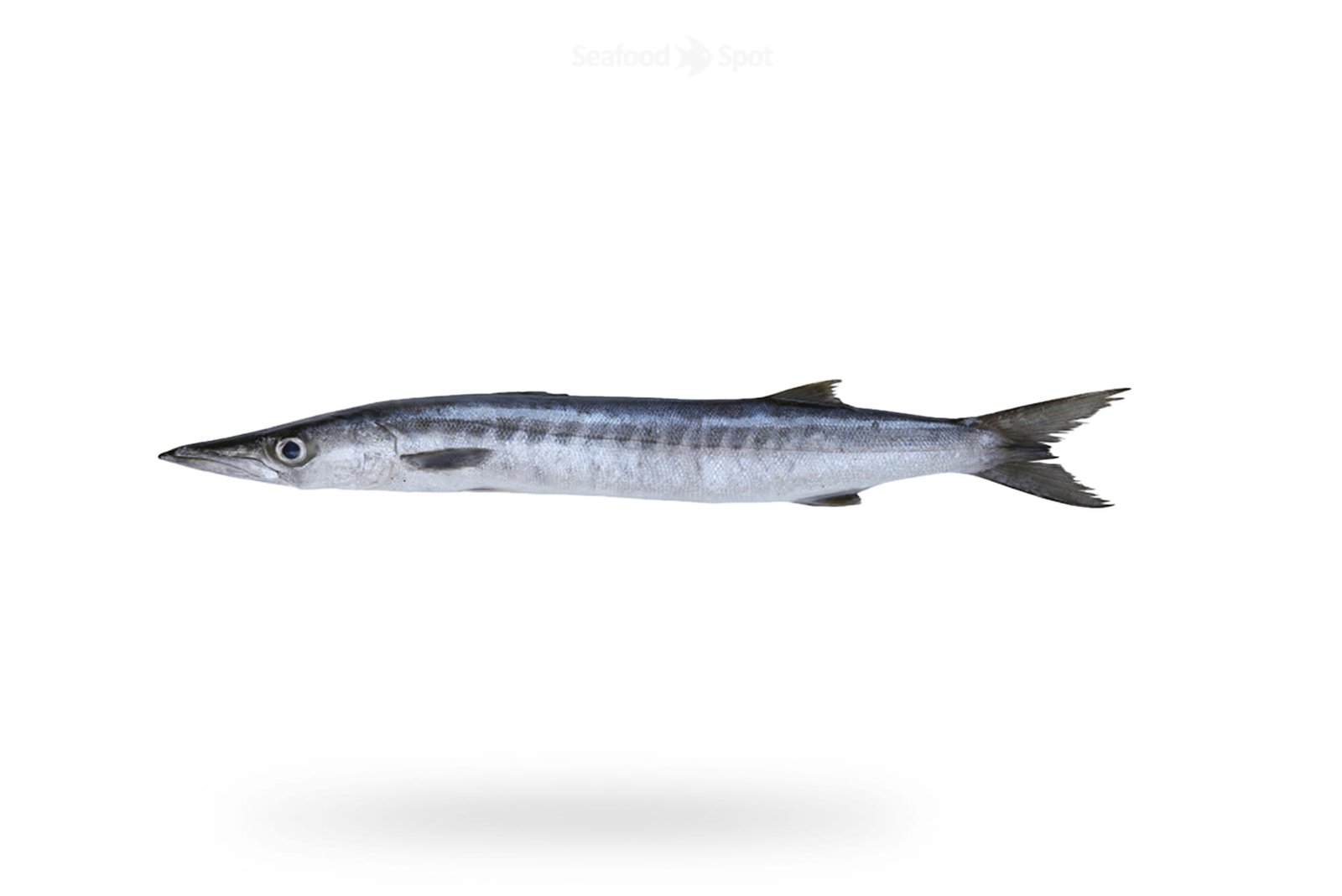 White Barracuda White Kund
