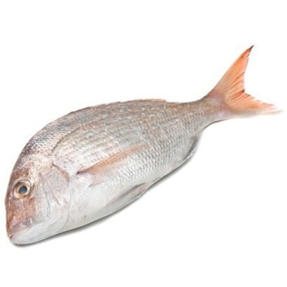 White Snapper (Chaya)