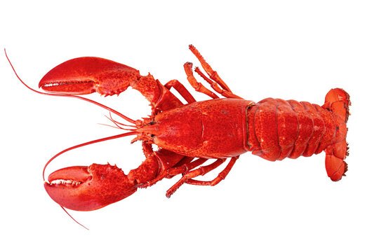 Lobster A Complete Guide Types Taste Nutrition Price and How to Cook